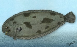 dessin de Sole vraie